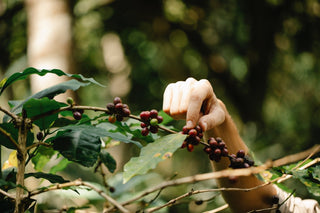 Esplorando la Third Wave del caffè: Una rivoluzione aromatica